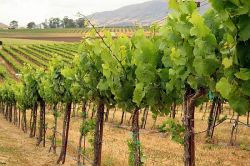 Plantacja winorośli