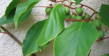 Minik kiwi - uprawa w Twoim ogrodzie