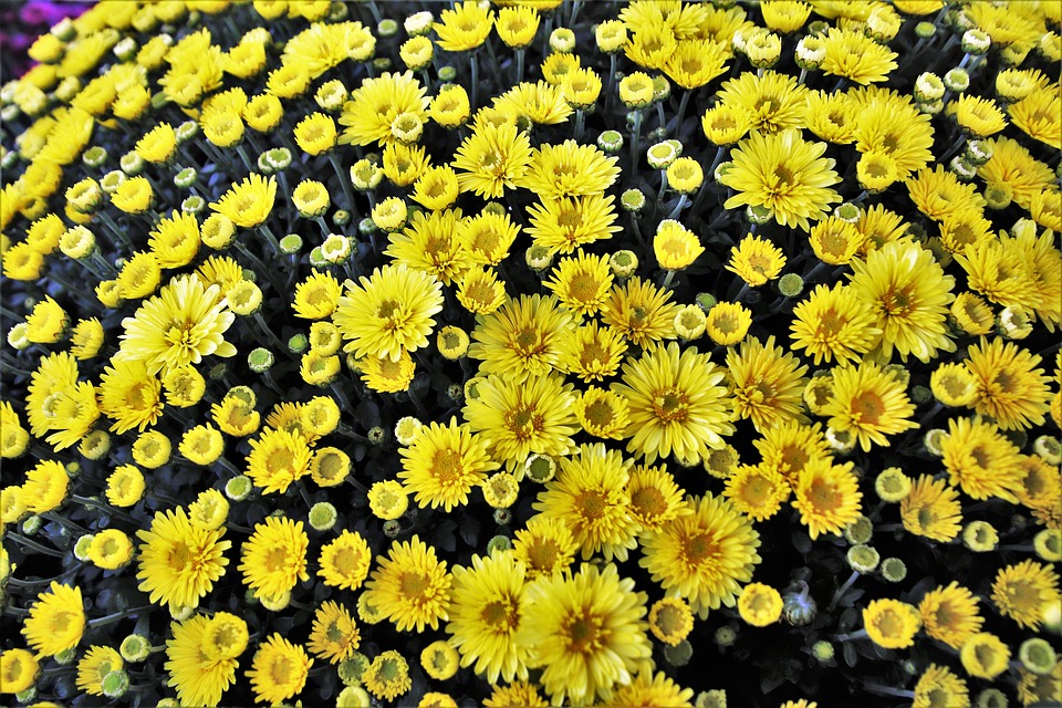 Chryzantemy drobnokwiatowe