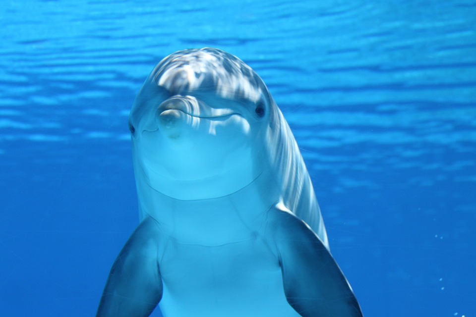 Fototapety dla dzieci z delfinem