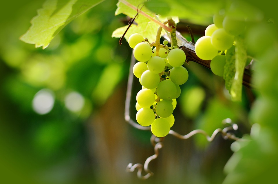 Dojtrzałe winogrono pnące