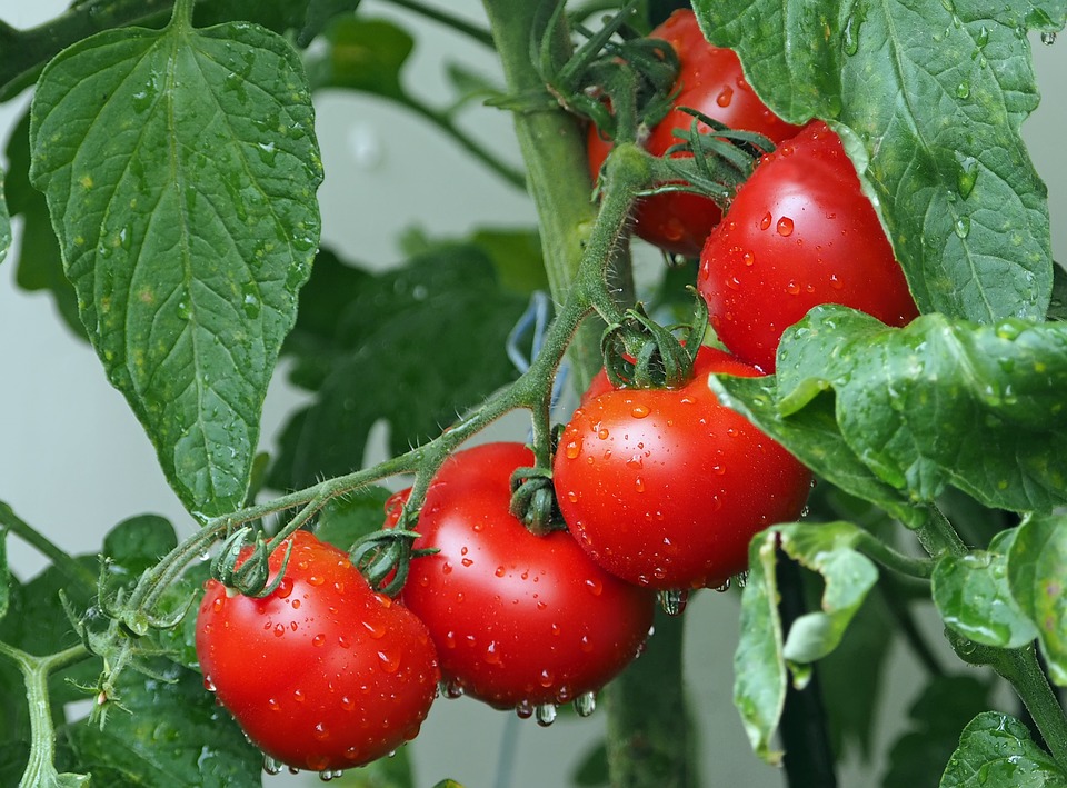Gałązki pomidorów - naturalny sposóbna mrówki
