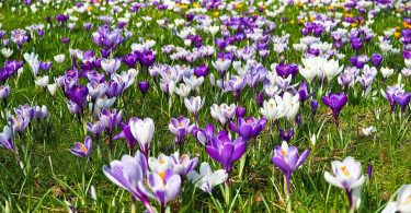 Krokusy - kolorowe kwiaty wiosenne w ogrodzie