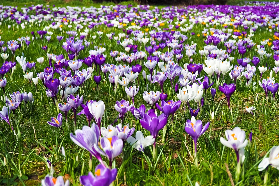 Kwiaty Wiosenne W Ogrodzie Projektoskop Pl