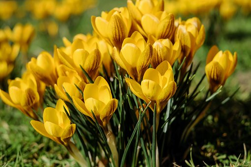 Krokusy - żółte kwiaty wiosenne