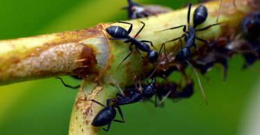 Sposób na mrówki w domu i ogrodzie