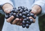 Uprawa winogron - porady
